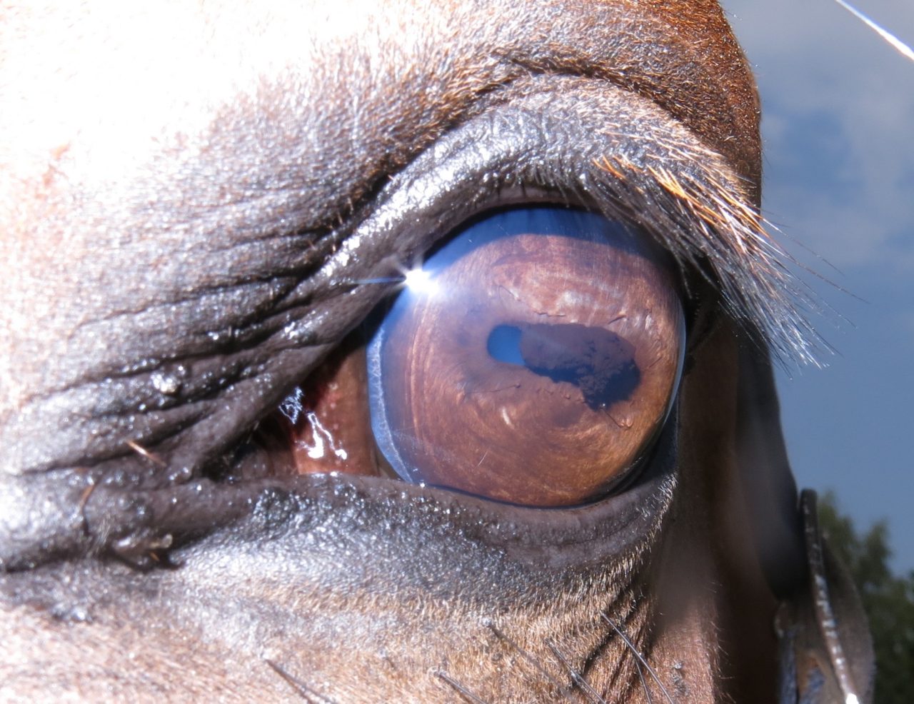 Corpora nigra | Paardeniriscopie